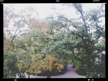 View of trees against sky