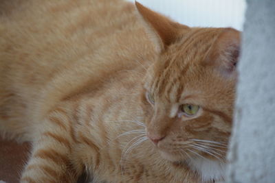 Close-up of a cat looking away