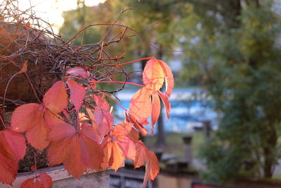 Close-up of red tree