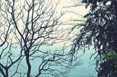 Low angle view of silhouette bare trees against sky