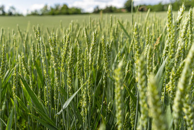 Close-up of wheat growing on field