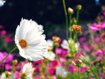 Close-up of white flowers blooming outdoors