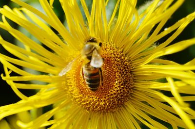 Close-up of bee pollinating flower