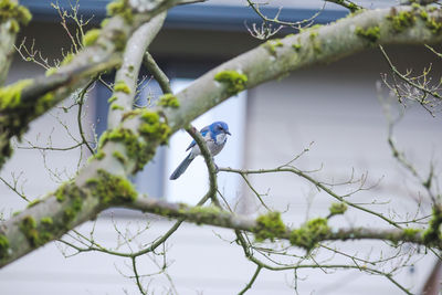 Low angle view of bird perching on branch