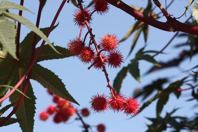 Low angle view of tree against sky