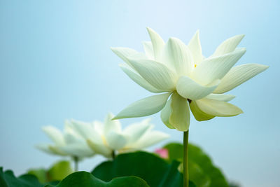 Close-up of flowering plant against blue sky