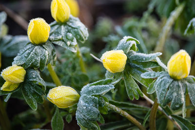 Close-up of yellow and leaves on plant during winter