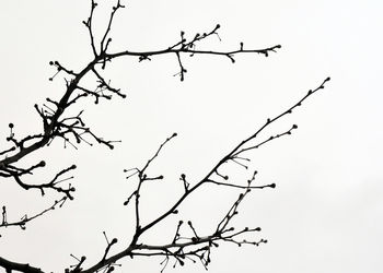 Low angle view of silhouette bare tree against clear sky