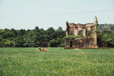 Wide shot of a camel with the ruins of acastle in the background under the cloudy sky during the day