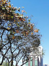 Low angle view of tree against clear sky