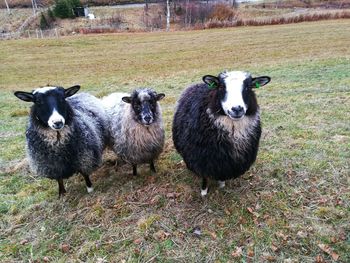 Portrait of sheep on field