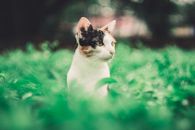 Close-up of cat sitting on grassy field