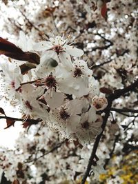 Close-up of apple blossoms in spring