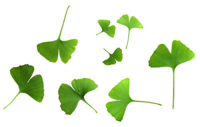 Close-up of leaves against white background