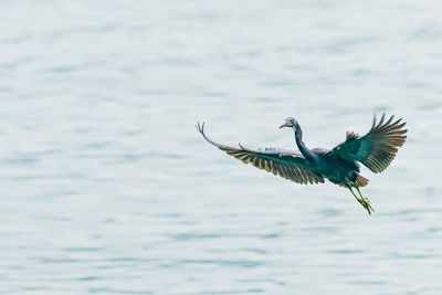 Bird flying over the sea