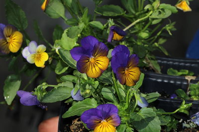 Close-up of purple flowering plants