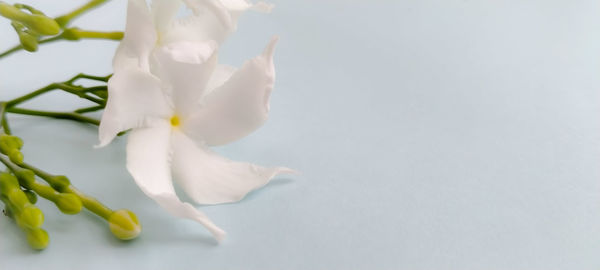 High angle view of white rose on table