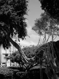 Low angle view of trees against sky