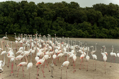 Flamingoes in ras al khor wildlife sanctuary, ramsar site, flamingo hide2, dubai, uae