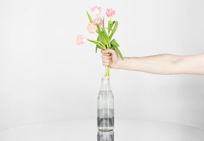 Close-up of hand holding tulip plant against white background