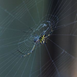 Close-up of spider