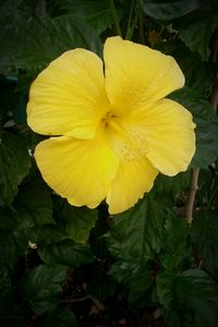 Close-up of yellow flower blooming outdoors