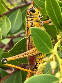 Close-up of butterfly on plant
