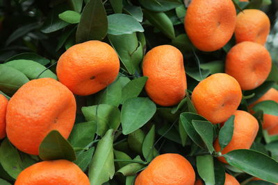 Close-up of orange fruits