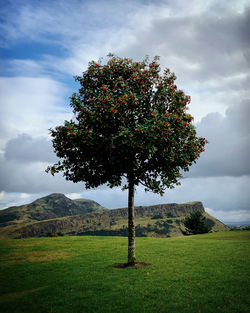 Tree on field against sky