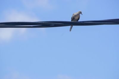 Low angle view of bird perching against clear sky