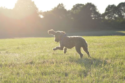 Side view of a dog running on field