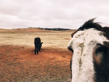 Horse on field against sky