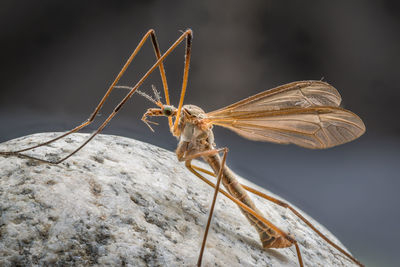 Close-up of dragonfly on plant