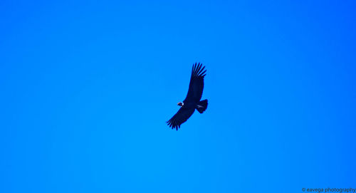 Low angle view of a bird flying