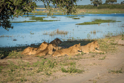 Lions relaxing at lakeshore during sunny day