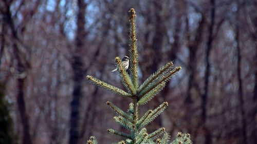 Close-up of bird on tree in forest