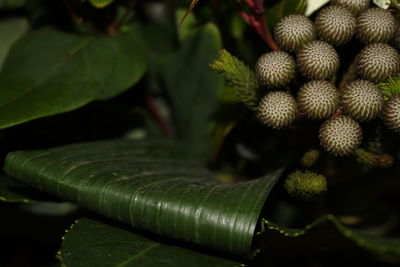 Close-up of plant