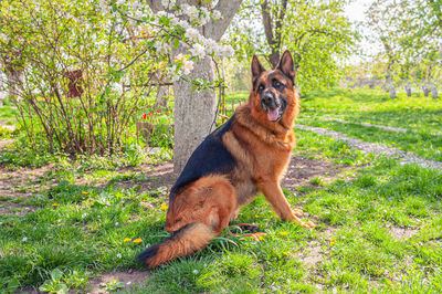Male german shepherd dog with a saddle black-and-tan coat sitting in the garden in summer