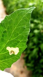 Close-up of insect on leaf