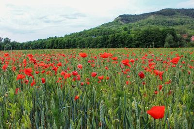 Red poppy flowers growing on field