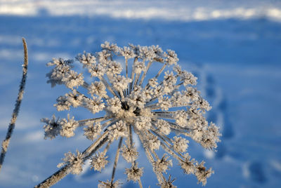 Close-up of frozen plant on land against sky