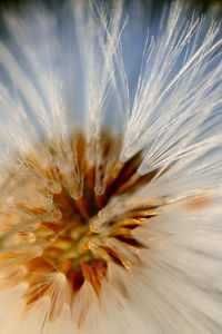 Full frame shot of dandelion seed