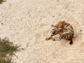 High angle view of animal on sand