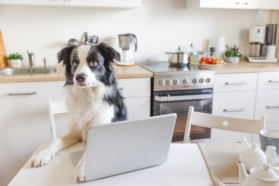 Mobile office at home. funny puppy dog border collie working using laptop in kitchen at home indoor