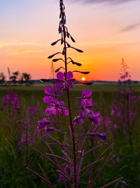 Close-up of purple flowering plants on field during sunset