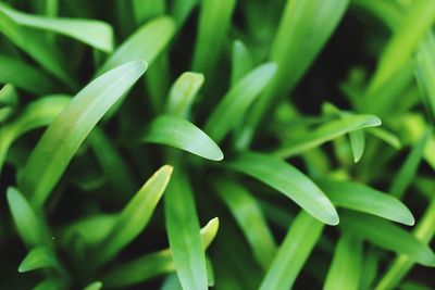 Close-up of plant