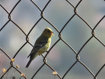 fence