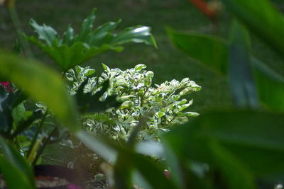 Close-up of white flowering plant