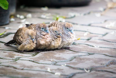 Close-up of a bird on a footpath