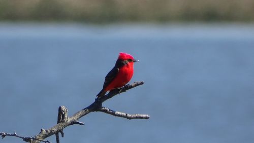 Bird perching on a tree